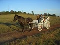 Blue Moon Carriage image 1