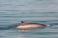 Boothbay Whale Watch image 4