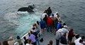 Boothbay Whale Watch image 5