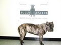 Bully Breeds, LLC image 6