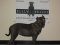 Bully Breeds, LLC image 7