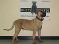 Bully Breeds, LLC image 9