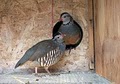 CM Game Bird Farm image 1