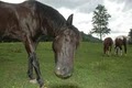 Cades Cove Riding Stables image 2
