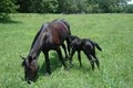 Cades Cove Riding Stables image 6