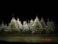 Candy Cane Christmas Tree Farm image 2
