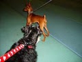 Canine Sports Complex Positive Pet Training image 1