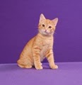 Cat Angels Pet Adoption Inc image 3