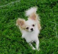 Cathy's Charming Chihuahuas image 2
