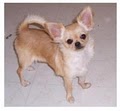 Cathy's Charming Chihuahuas image 1