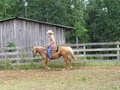 Chad Grigg Quarter Horses image 1