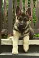 Clark’s German Shepherd’s of Atlanta image 4