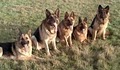 Clark’s German Shepherd’s of Atlanta image 7