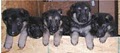 Clark’s German Shepherd’s of Atlanta image 8