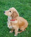 Columbus Pet Sitters (Dog Walking, House Sitting, Pet Sitting) image 2