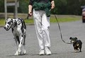 Columbus Pet Sitters (Dog Walking, House Sitting, Pet Sitting) image 3