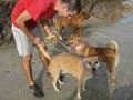 Columbus Pet Sitters (Dog Walking, House Sitting, Pet Sitting) image 4