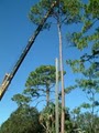 Custom Tree Work Inc image 3