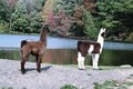 Dakota Ridge Farm Llamas & Horses image 3