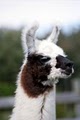Dakota Ridge Farm Llamas & Horses image 6