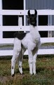 Dakota Ridge Farm Llamas & Horses image 8