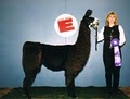Dakota Ridge Farm Llamas & Horses logo