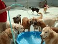 Doggie Daycare Center image 2