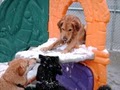 Doggie Daycare Center image 4