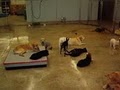 Doggie Daycare Center image 5