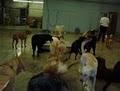 Doggie Daycare Center image 6