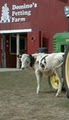 Domino's Petting Farm image 3