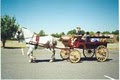 Dream Horse Cinderella Carriage Company image 2