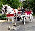 Dream Horse Cinderella Carriage Company image 8