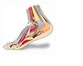 Dulles Foot & Ankle Institute, PLC image 1