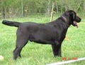 Ellendale Labradors image 4