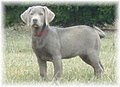 Ellendale Labradors image 5
