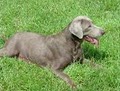 Ellendale Labradors logo