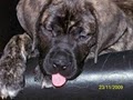 English Mastiffs of North Carolina image 2