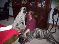 English Mastiffs of North Carolina image 3