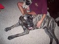 English Mastiffs of North Carolina image 4