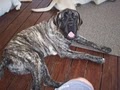 English Mastiffs of North Carolina image 5