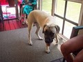 English Mastiffs of North Carolina image 6