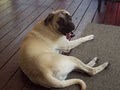 English Mastiffs of North Carolina image 7