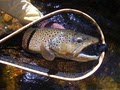 Estes Angler - Estes Park Fishing image 9