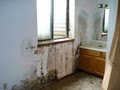 Expert Toxic Mold Removal & Remediation image 1