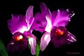 Fantastic Orchid image 2