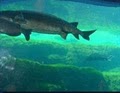 Flint RiverQuarium image 3