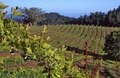 Fort Ross Vineyards image 3