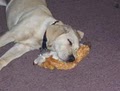 GOOD DOG! - BED-n-BISCUITS logo