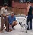 GOOD DOG! - DOG TRAINING image 10